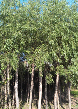 找河南開(kāi)元園林生態(tài)實(shí)業(yè)的河南垂柳,潢川垂柳基地價(jià)格、圖片、詳情,上一比多_一比多產(chǎn)品庫(kù)