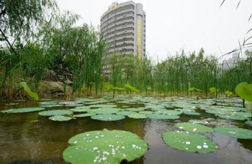 鄭州 雨中游 雨園 圖