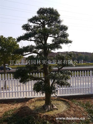 【日本造型羅漢松LHS008供應|精品苗木、工程苗木江西井岡園林實業發展商鋪