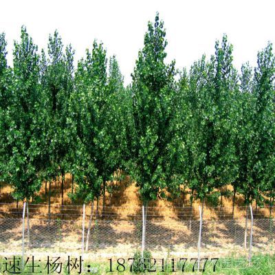 各種規(guī)格綠化苗木_綠色蔬菜_蘋果_冬棗&ndash;【兆君實(shí)業(yè)】