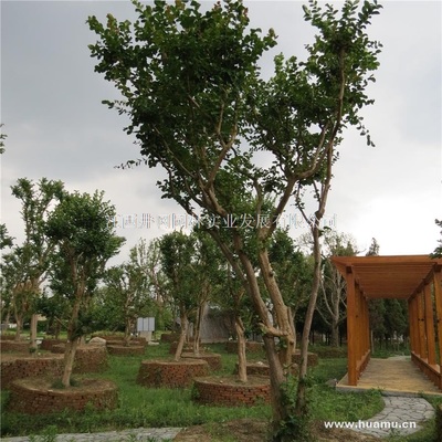 【紫薇供應(yīng)|精品苗木、工程苗木江西井岡園林實(shí)業(yè)發(fā)展商鋪