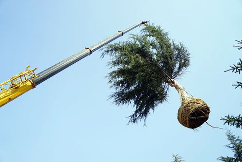 實(shí)業(yè)公司海奧園林公司多措并舉 為新機(jī)場(chǎng)建設(shè)添磚加瓦 &ndash;