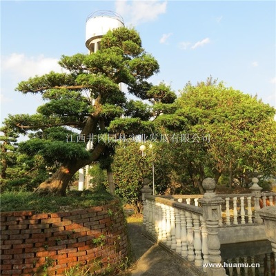 【羅漢松供應(yīng)|精品苗木、工程苗木江西井岡園林實業(yè)發(fā)展商鋪