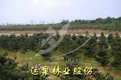 直生五針?biāo)蓔直生五針?biāo)蓛r格-江西遠(yuǎn)泉實業(yè)集團(tuán)公司-中華園林網(wǎng)