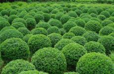 河南開元園林生態實業