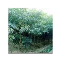 廣東華美霖園林實業